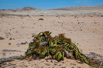 Welwitschia mirabilis - eine der ältesten Pflanzenarten der Welt