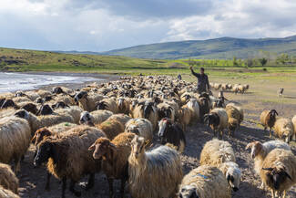 Große Schafherden am Van See