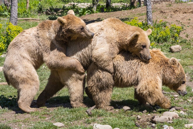 Bären wie große Kuscheltiere